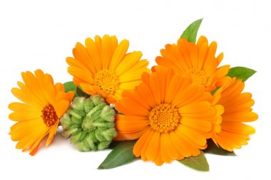 Beyaz arka planda yeşil yapraklı kadife çiçekleri. Calendula çiçeği. 
