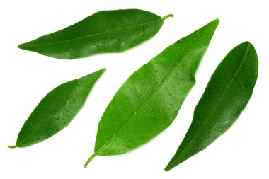 narenciye yaprakları beyaz arka plan üzerinde izole. üst görünüm. mandalina yaprakları. turuncu yapraklar 