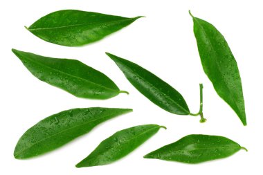 narenciye yaprakları beyaz arka plan üzerinde izole. üst görünüm. mandalina yaprakları. turuncu yapraklar 