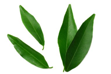 narenciye yaprakları beyaz arka plan üzerinde izole. üst görünüm. mandalina yaprakları. turuncu yapraklar 