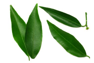 narenciye yaprakları beyaz arka plan üzerinde izole. üst görünüm. mandalina yaprakları. turuncu yapraklar 