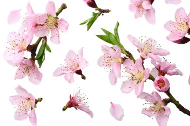 şeftali çiçekleri beyaz arka plan üzerinde izole. üst görünüm 