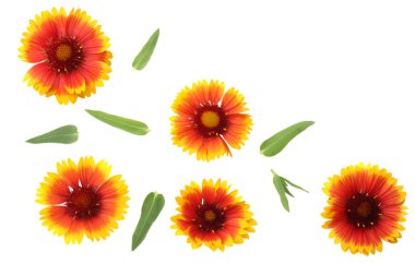 Beyaz arka planda yeşil yapraklı sarı çiçek. en üstteki görünüm 