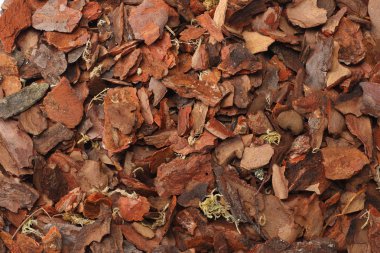 Ağaç kabuğu dokusu. Ağaç kabuğu arka plan. Makro 