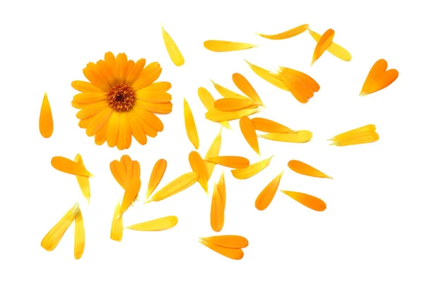 Beyaz arka planda yaprakları olan kadife çiçekleri. Calendula çiçeği. en üstteki görünüm — Stok fotoğraf