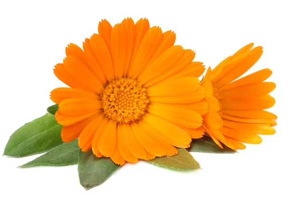 Souci fleurs avec des feuilles vertes isolées sur fond blanc. fleur de calendula . — Photo