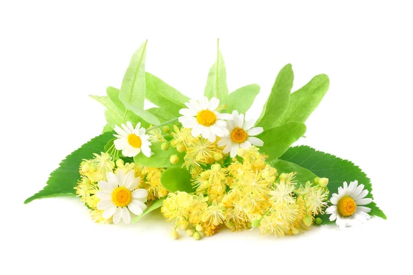 Linden flowers with chamomile isolated on a white background — Stock Photo, Image