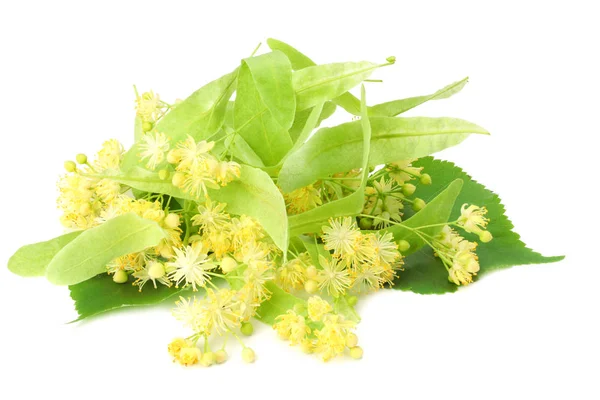 Linden flowers isolated on a white background — Stock Photo, Image