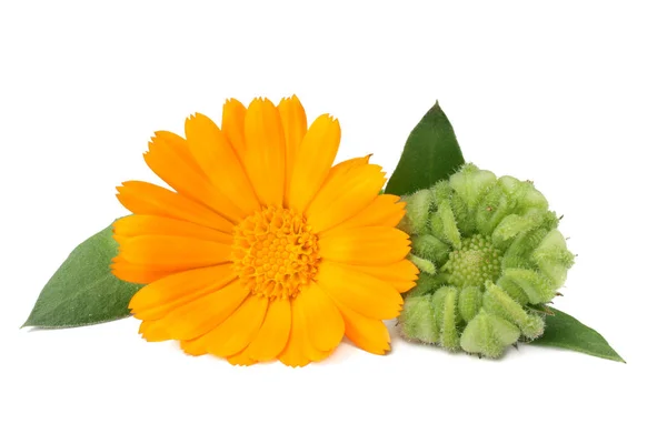 Souci fleurs avec des feuilles vertes isolées sur fond blanc. fleur de calendula . — Photo