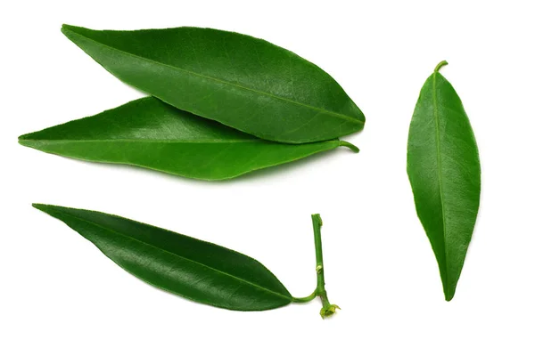 Citrus leaves isolated on white background. top view. mandarin leaves. orange leaves — Stock Photo, Image