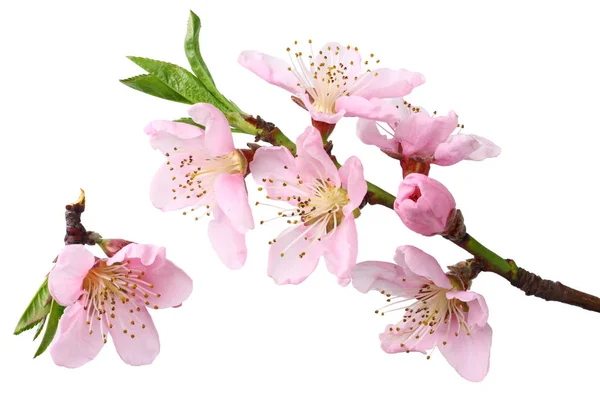 şeftali çiçekleri beyaz arka plan üzerinde izole. üst görünüm 