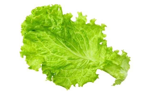 Egy saláta levél elszigetelt fehér background — Stock Fotó