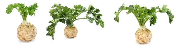 celery collection. celery root with leaf isolated on white background. Celery isolated on white. Healthy