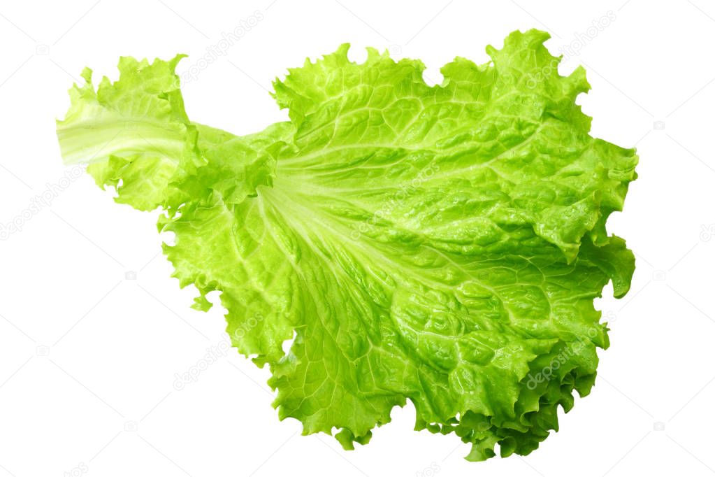 one salad leaf isolated on a white background 