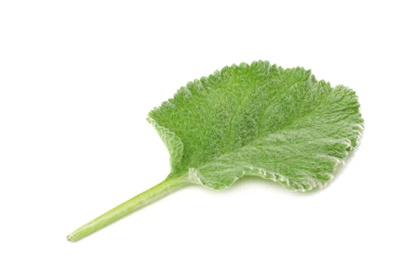 Salbeiblätter isoliert auf weißem Hintergrund. grüne Blätter — Stockfoto