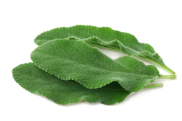 Salbeiblätter isoliert auf weißem Hintergrund. grüne Blätter — Stockfoto