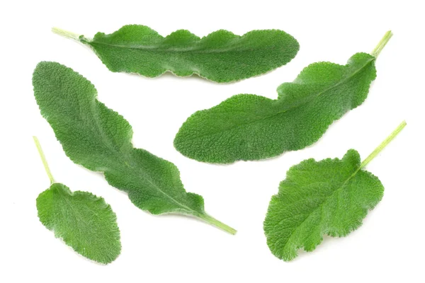 Sage φύλλα απομονωθεί σε λευκό φόντο. πράσινα φύλλα — Φωτογραφία Αρχείου