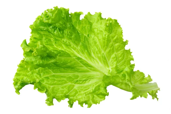 One salad leaf isolated on a white background — Stock Photo, Image