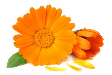 Kadife çiçeği kafası beyaz arka planda izole edilmiş. Calendula çiçeği. makro 