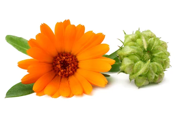 Kadife çiçeği kafası beyaz arka planda izole edilmiş. Calendula çiçeği. makro — Stok fotoğraf