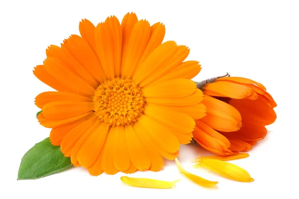 Kadife çiçeği kafası beyaz arka planda izole edilmiş. Calendula çiçeği. makro — Stok fotoğraf