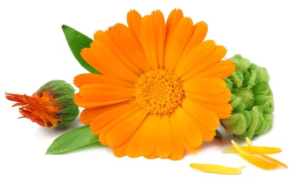 Głowica kwiat marigold izolowane na białym tle. kwiat nagietka. makro — Zdjęcie stockowe