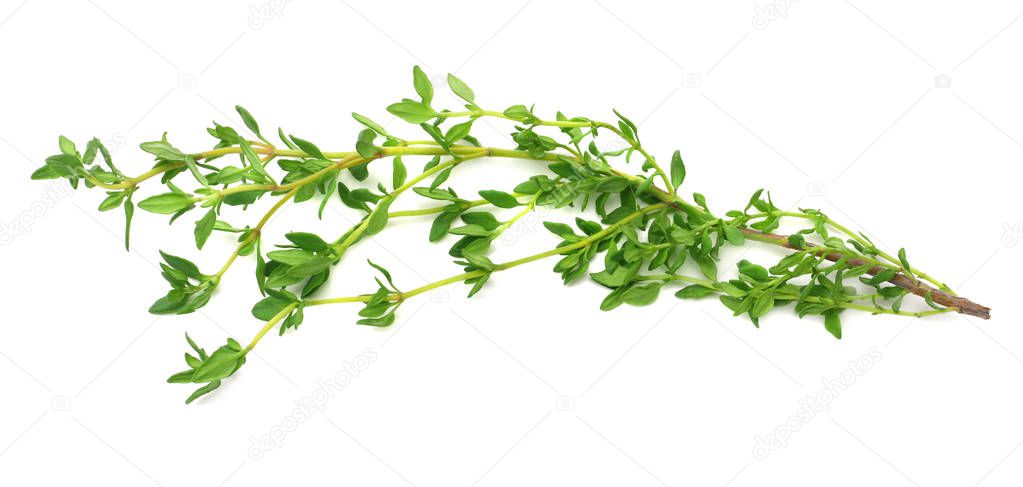 green thyme bunch isolated on white background. top view 