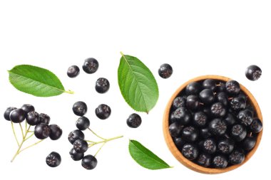 Beyaz arka plan üzerinde izole yeşil yaprakları ile Chokeberry. Siyah aronia. Üstte görüntü 