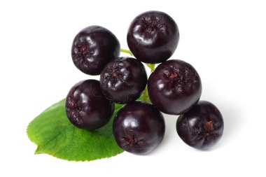 Beyaz arka plan üzerinde izole yeşil yaprakları ile Chokeberry. Siyah aronia 