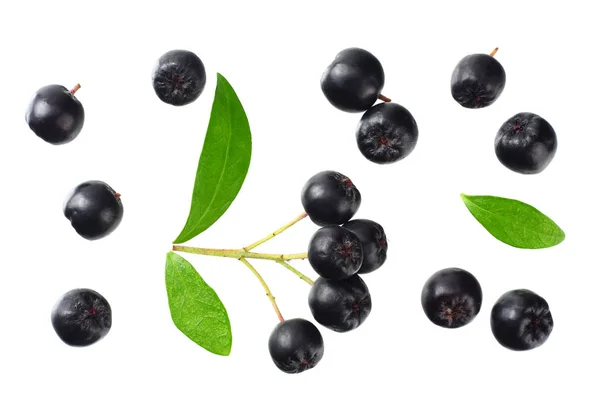 Preiselbeere mit grünen Blättern isoliert auf weißem Hintergrund. Schwarze Aronia. Ansicht von oben. — Stockfoto