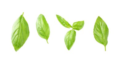 Fesleğen izole üzerinde beyaz arka plan bırakır. Üstten Görünüm. Düz yatıyordu 