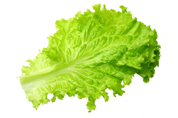 Ein Salatblatt isoliert auf weißem Hintergrund — Stockfoto