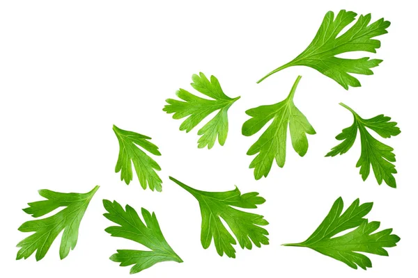 绿色新鲜欧芹叶子隔离在白色背景顶视图 — 图库照片