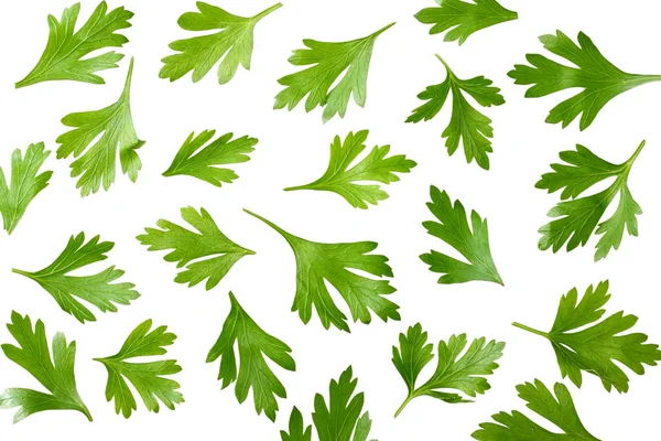 Зеленые свежие листья петрушки на белом фоне — стоковое фото
