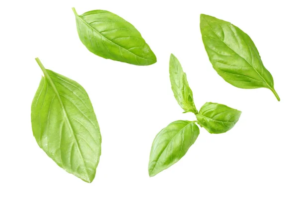 Basil leaves isolated on white background. Top view. Flat lay — Stock Photo, Image