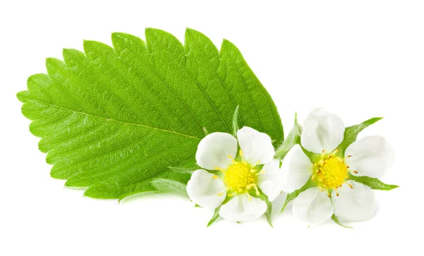 Eper Zöld Levél Virágok Elszigetelt Fehér Alapon — Stock Fotó