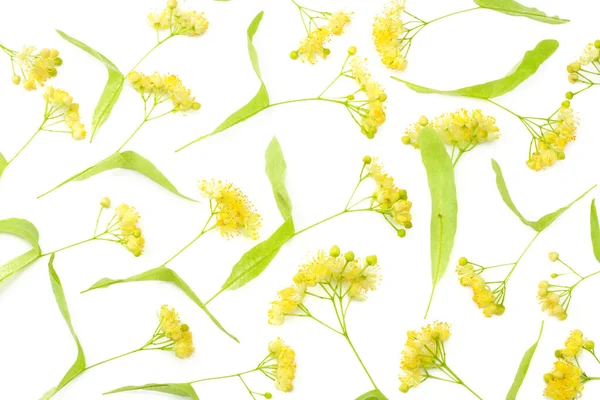 白い背景に孤立したリンデンの花 トップビュー — ストック写真