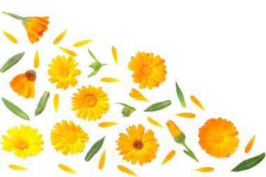 Beyaz arka planda yeşil yapraklı kadife çiçekleri. Calendula çiçeği. en üstteki görünüm
