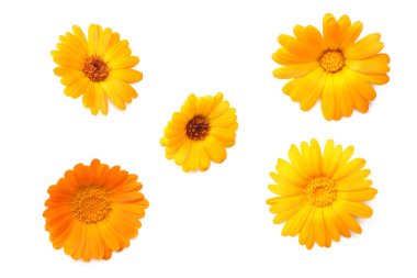 Beyaz arka planda izole edilmiş kadife çiçekleri. Calendula çiçeği. en üstteki görünüm