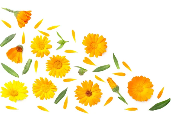 Marigold Květiny Zeleným Listem Izolované Bílém Pozadí Květina Kalendáře Pohled — Stock fotografie