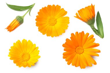 Beyaz arka planda izole edilmiş kadife çiçekleri. Calendula çiçeği. en üstteki görünüm