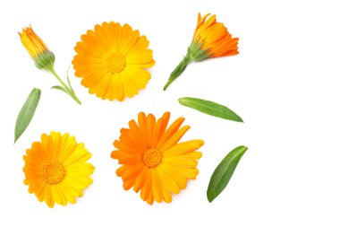 Beyaz arka planda izole edilmiş kadife çiçekleri. Calendula çiçeği. en üstteki görünüm