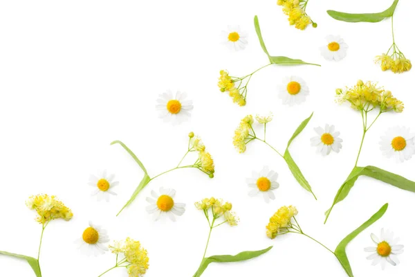 白い背景に独立したカモミールとリンデンの花 — ストック写真