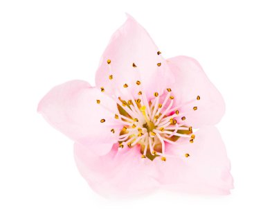 Şeftali çiçekleri beyaz arka planda izole edilmiş. bahar çiçekleri.