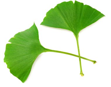 Ginkgo biloba yaprakları beyaz arka planda izole edilmiş. en üstteki görünüm