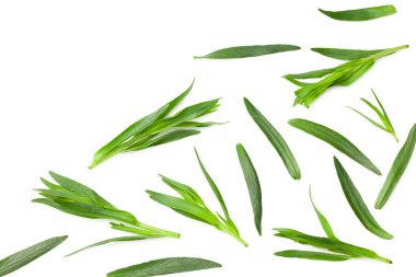 Tarhun yaprakları beyaz arkaplanda yalıtılmış. Artemisia dracunculus. en üstteki görünüm