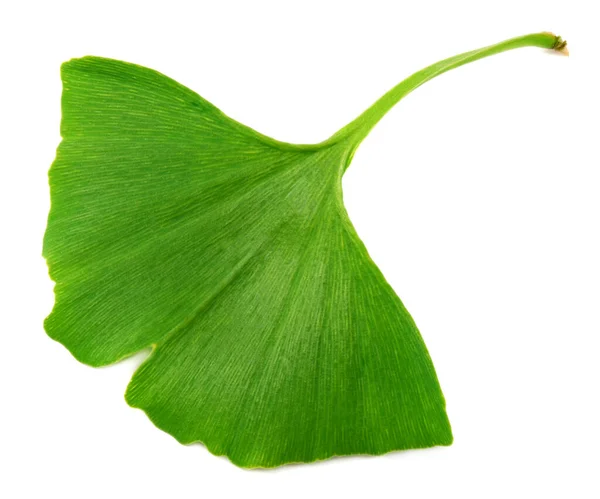 Ginkgo Biloba Levelek Elszigetelt Fehér Alapon Felülnézet — Stock Fotó