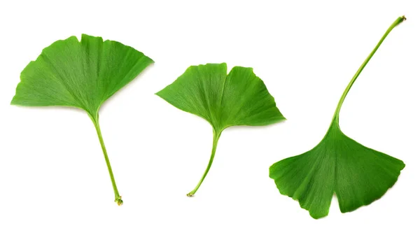 Ginkgo Biloba Leaves Isolated White Background Top View — Stock Photo, Image
