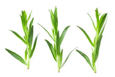 Tarhun yaprakları beyaz arkaplanda yalıtılmış. Artemisia dracunculus. en üstteki görünüm