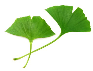 Ginkgo biloba yaprakları beyaz arka planda izole edilmiş. en üstteki görünüm
